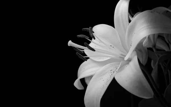 Immagine: fiori-con-il-nero-die3073713akjxfb
