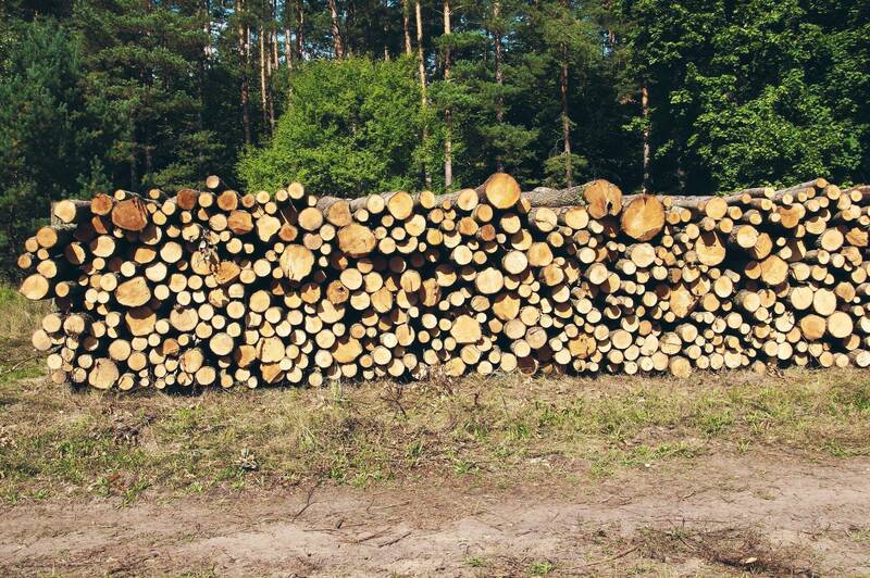BUONE PRATICHE FORESTALI - TAGLIO DEL BOSCO: INCONTRO INFORMATIVO SULLE REGOLE PER IL TAGLIO DELLA LEGNA