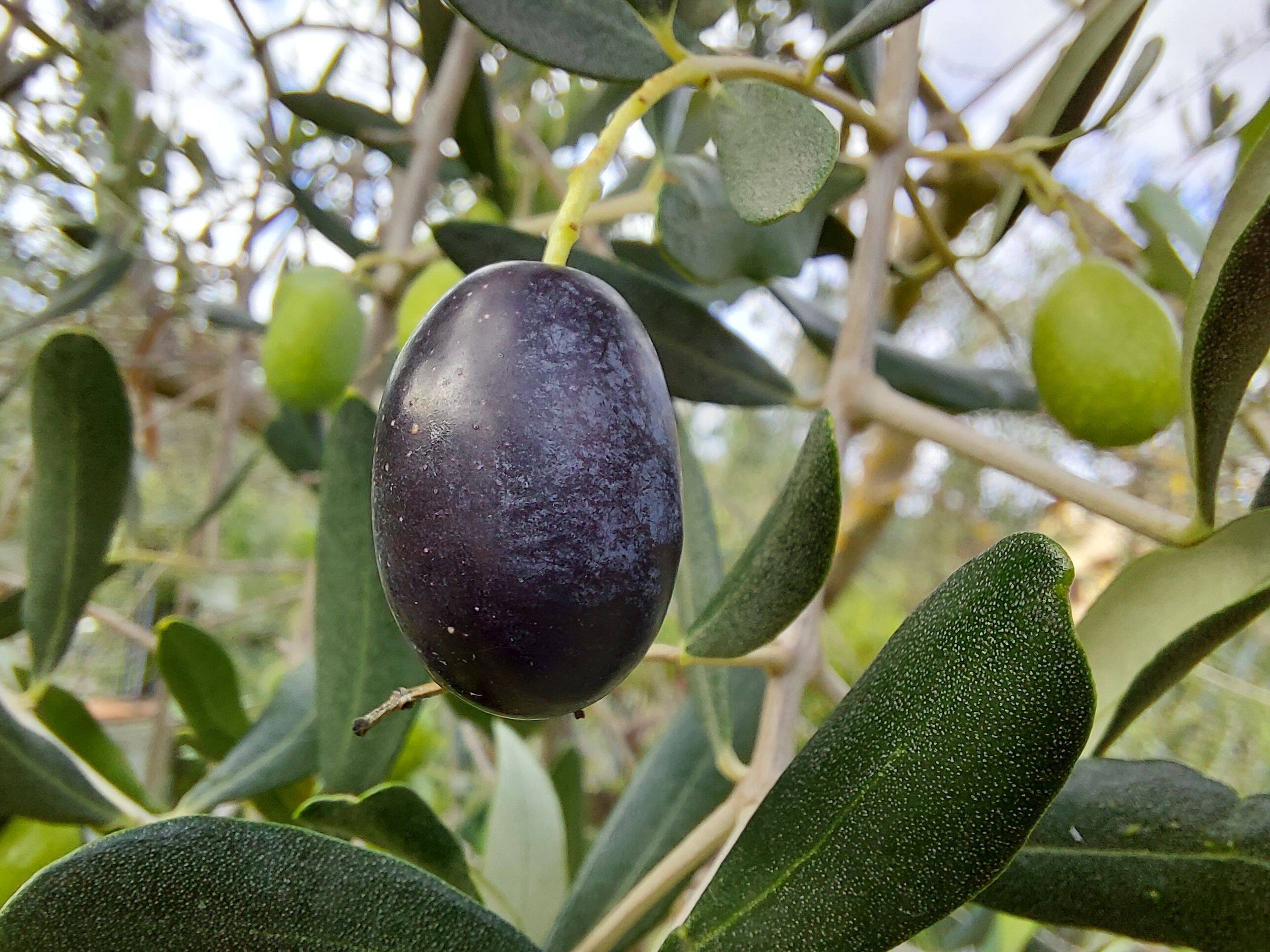 Immagine: Oliva_di_pianta_di_olivo_frantoio