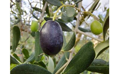 Immagine: Oliva_di_pianta_di_olivo_frantoio